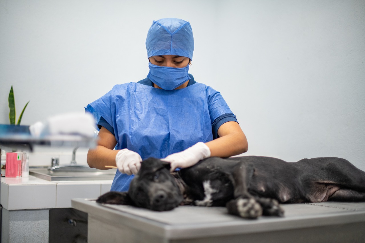 Sanciona El Marqués por maltrato animal