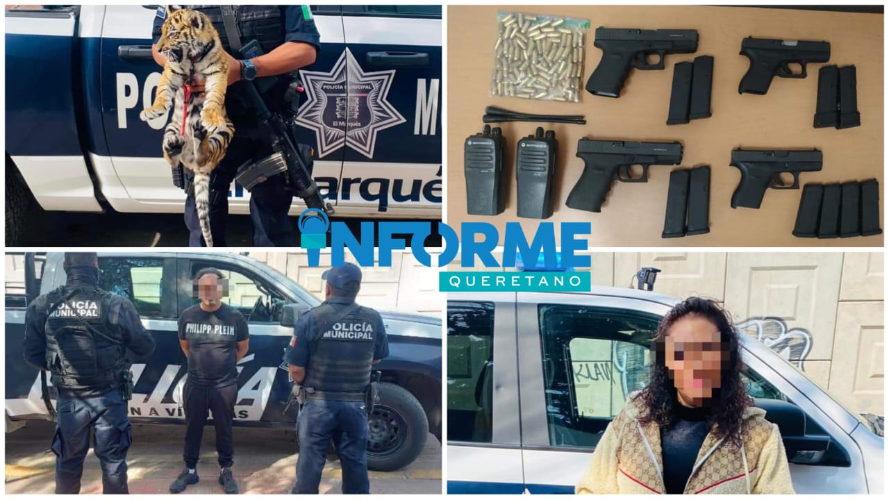 Detienen a pareja con cuatro armas de fuego y un tigre en El Marqués