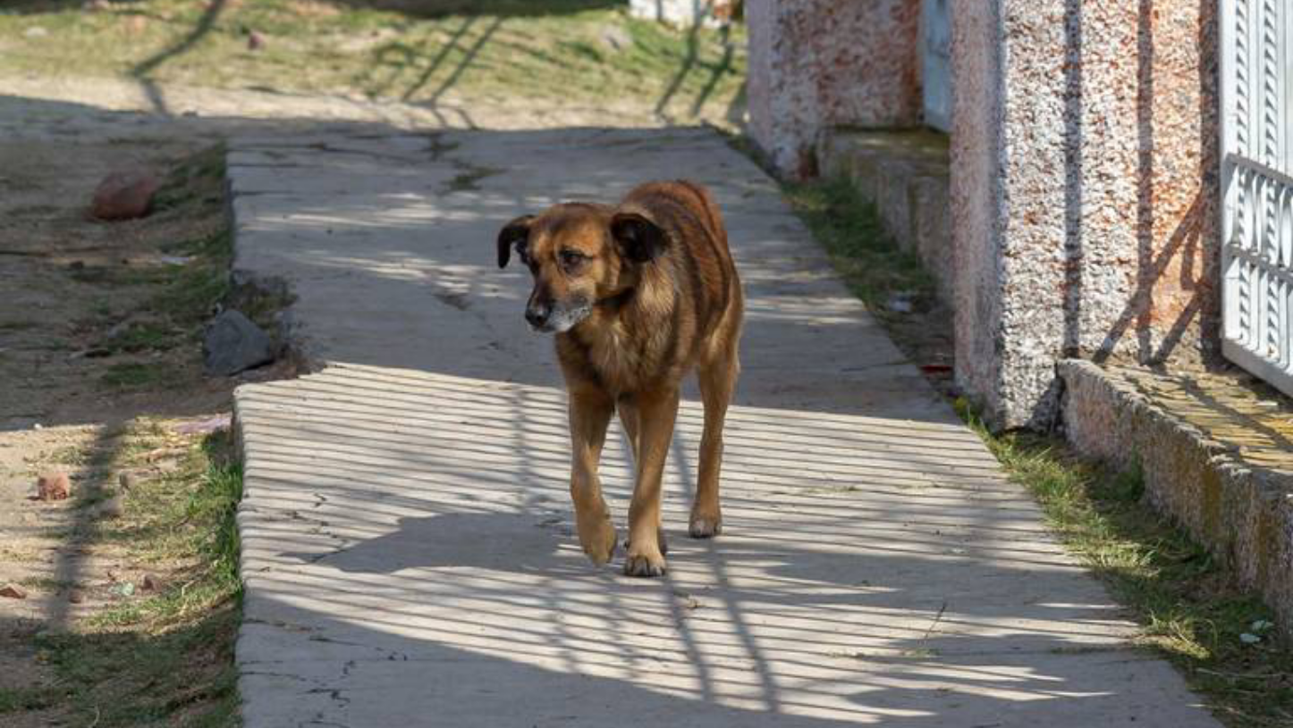 Atiende CAAM reportes de caninos envenenados en dos comunidades