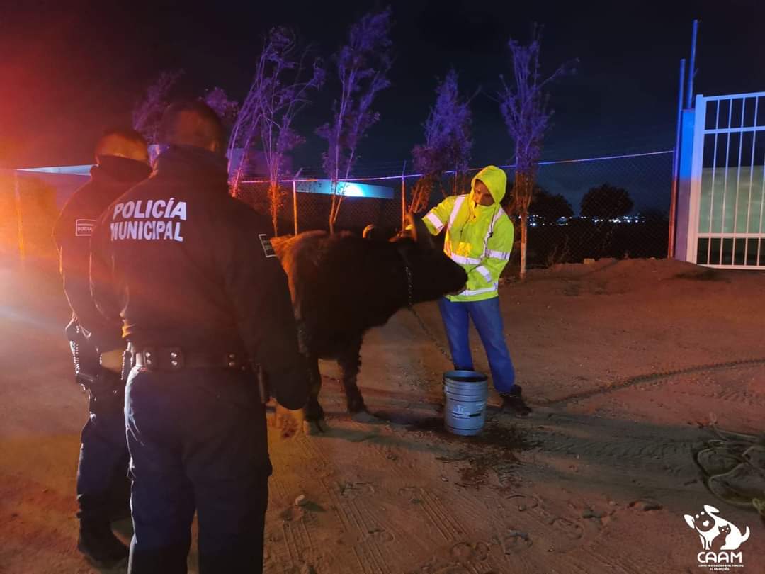Rescatan búfalo en plena calle