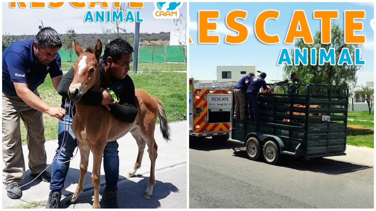 Rescate Animal de El Marqués previene algún accidente y resguarda a tres caballos