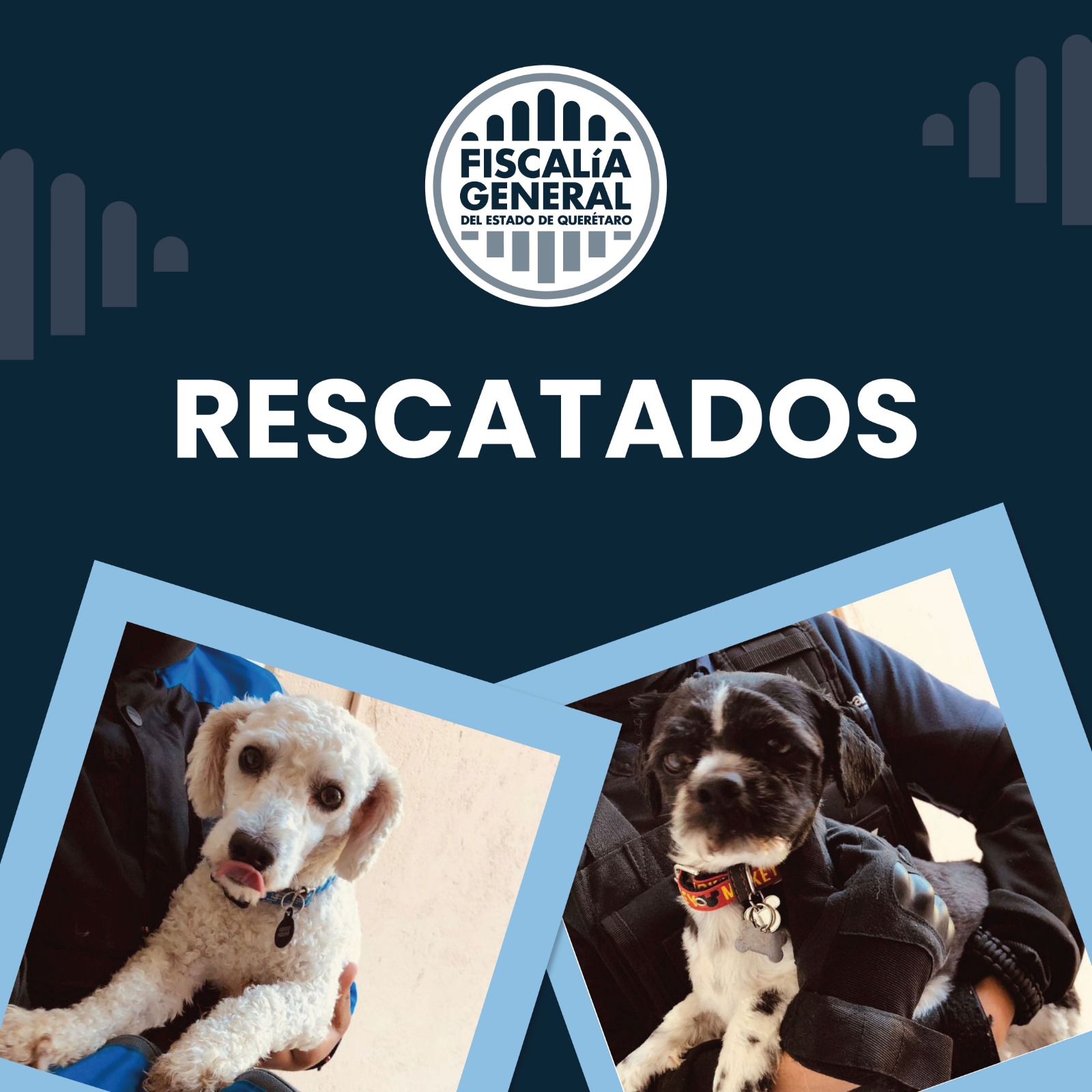 Fiscalía y Protección Animal de Querétaro rescatan a dos caninos