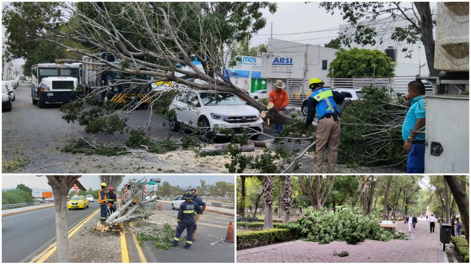 Ráfagas de viento derriban árboles en diferentes puntos