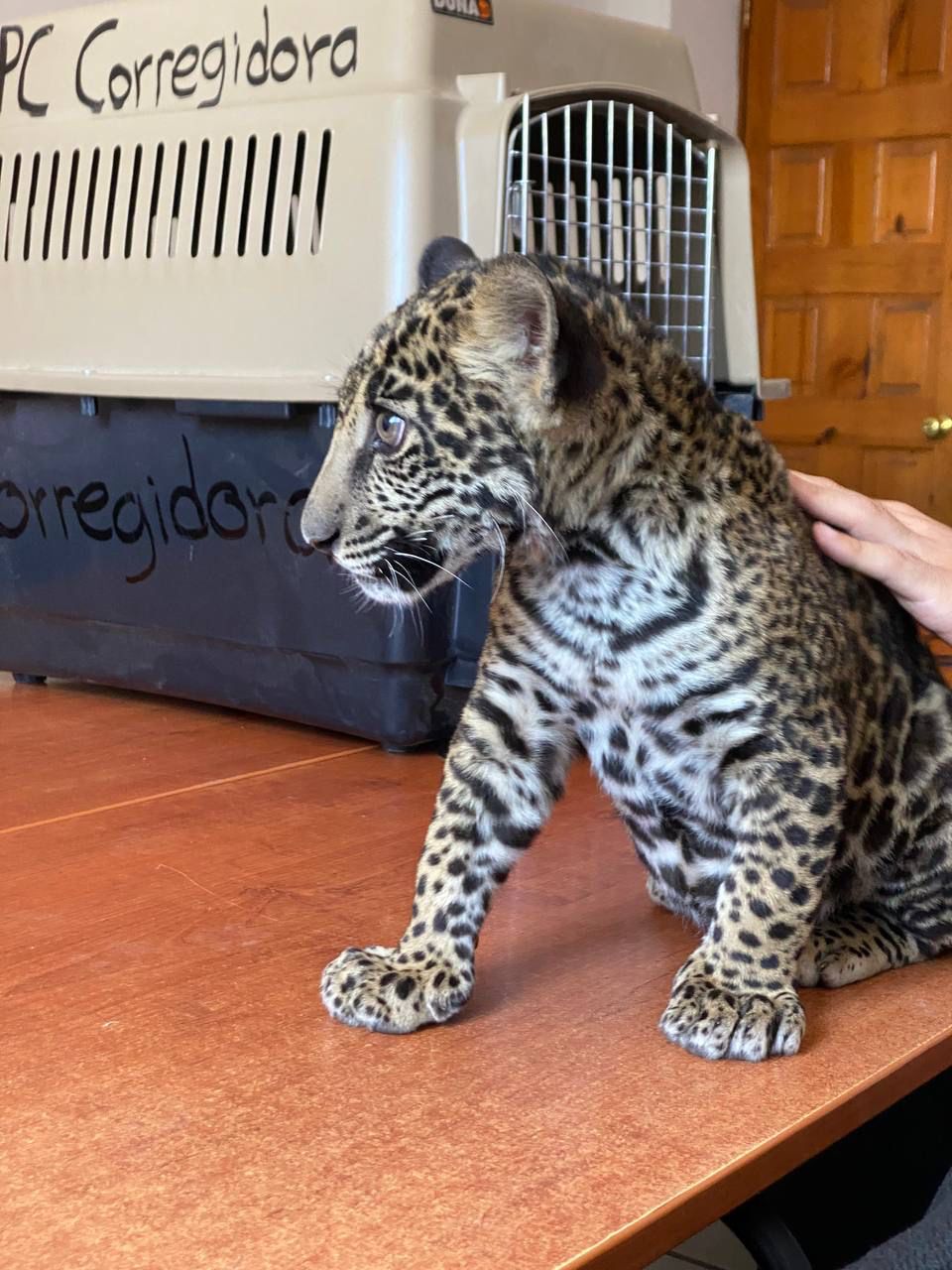 Protección civil de Corregidora asegura a un bebé jaguar en fraccionamiento la Vida.