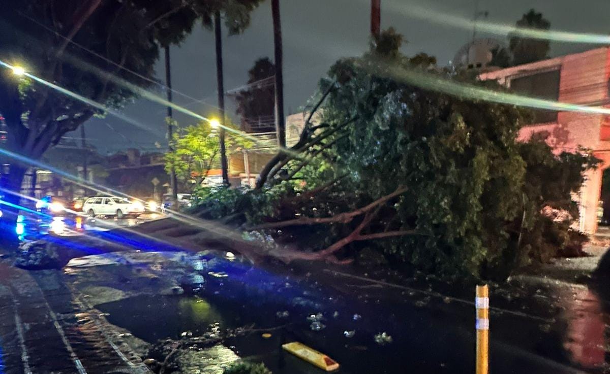 Árboles caídos en distintos puntos de la capital por la lluvia y ráfagas de viento de esta noche
