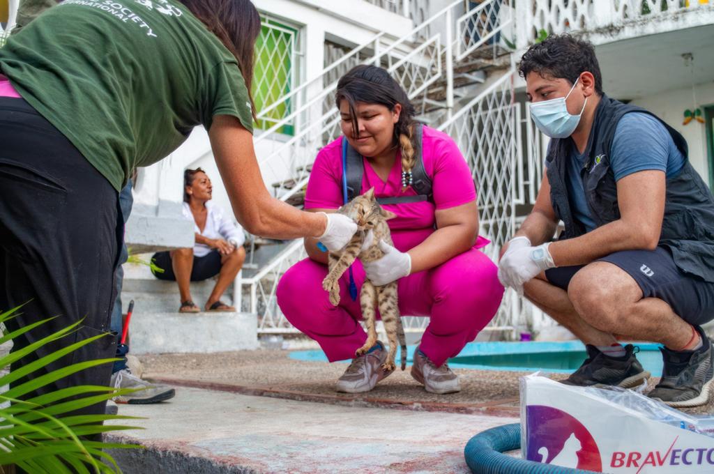 CAAM El Marqués apoya acciones de atención y rescate animal en Acapulco, tras el paso de Otis