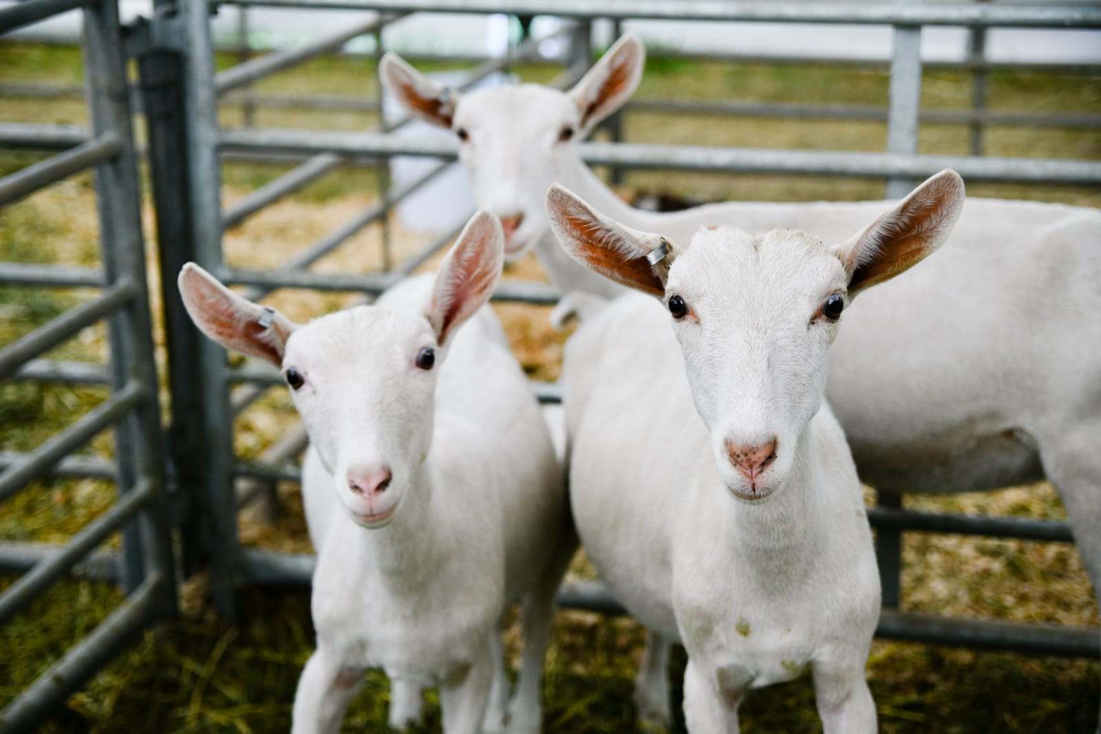 LAS CABRITAS RECIÉN NACIDAS Y PIGMEAS, ENCANTAN A LOS NIÑOS EN LA FERIA