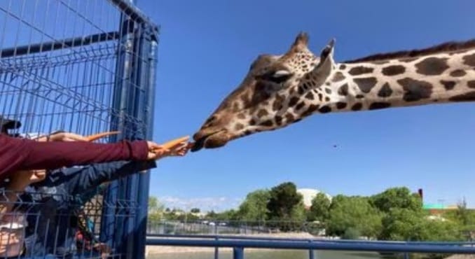 BENITO, LA JIRAFA MÁS FAMOSA DE MÉXICO VIAJA DESDE CHIHUAHUA A PUEBLA