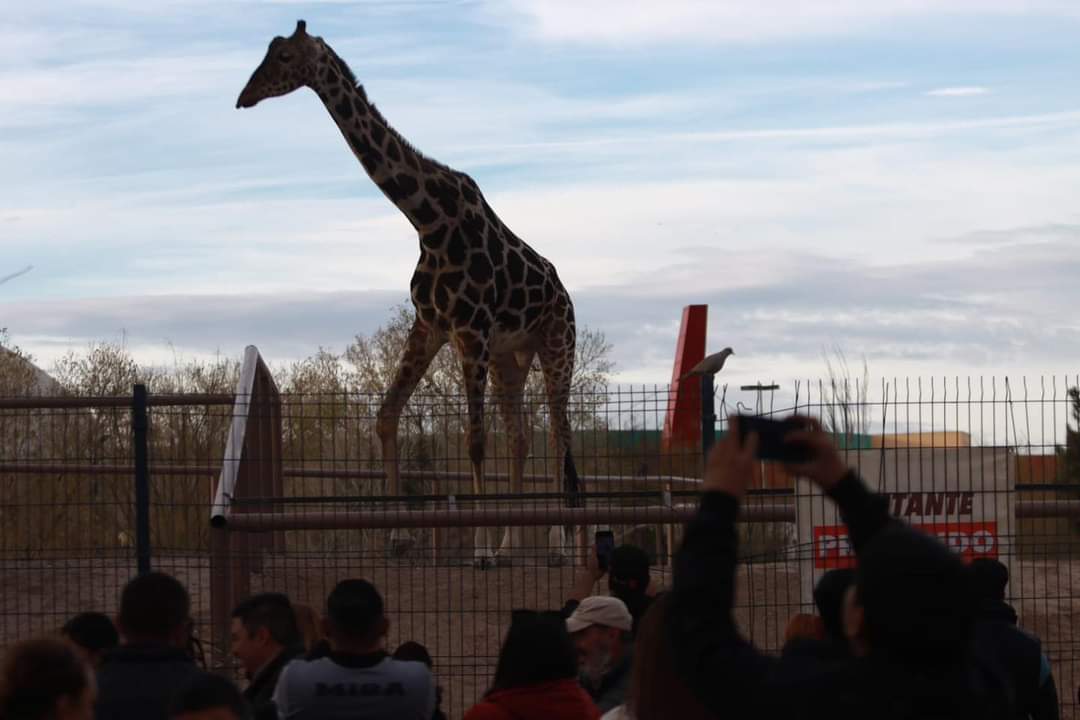 “Benito” 🦒 llegó a su nuevo hogar tras recorrer 2 mil kilómetros de carretera en 30 horas