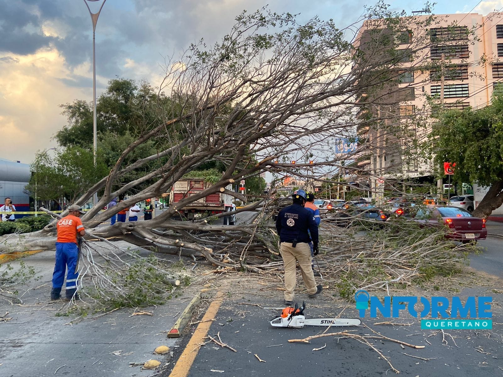 Árbol Caído Genera Caos en Avenida Constituyentes