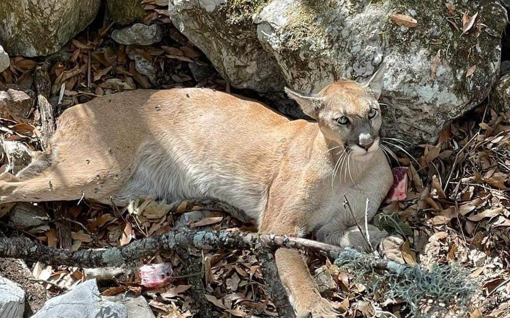 Rescatan a puma en Peñamiller, pero no logra sobrevivir por sus padecimientos