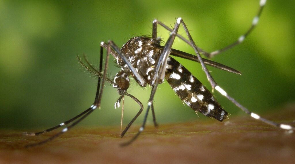 Habitantes de Landa de Matamoros alertan por posibles casos de dengue