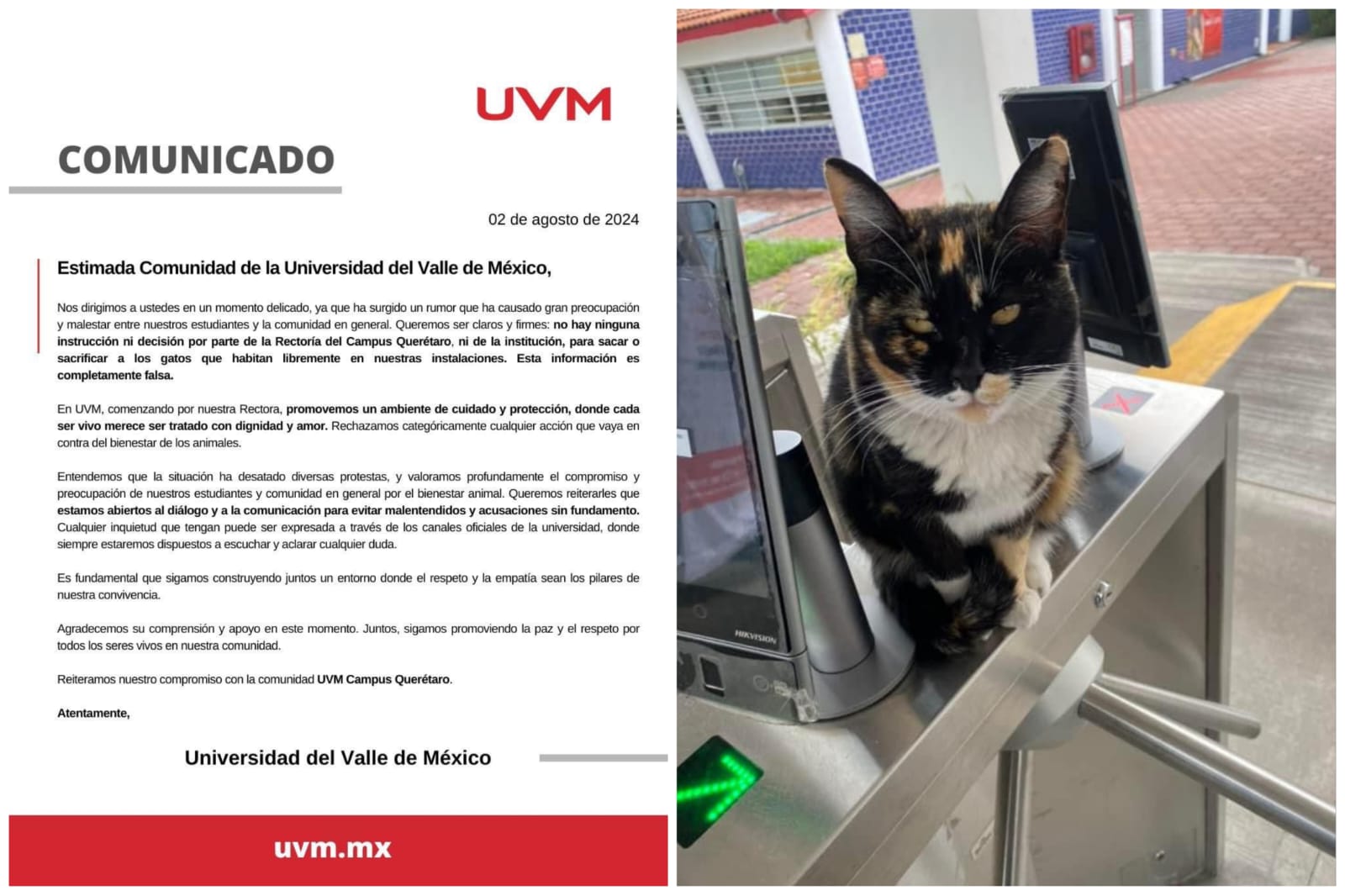 Afirma UVM que no se sacrificará a los gatos de campus Juriquilla