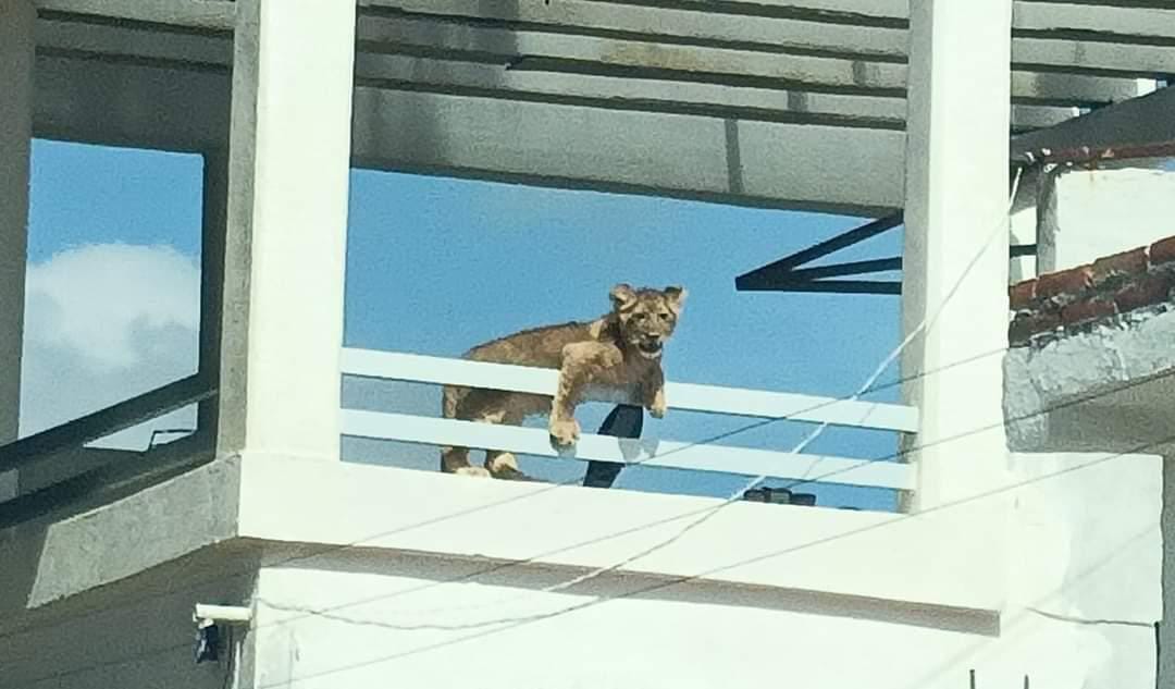 Un León 🦁 en una terraza de un domicilio causo movilización de cuerpos de emergencia