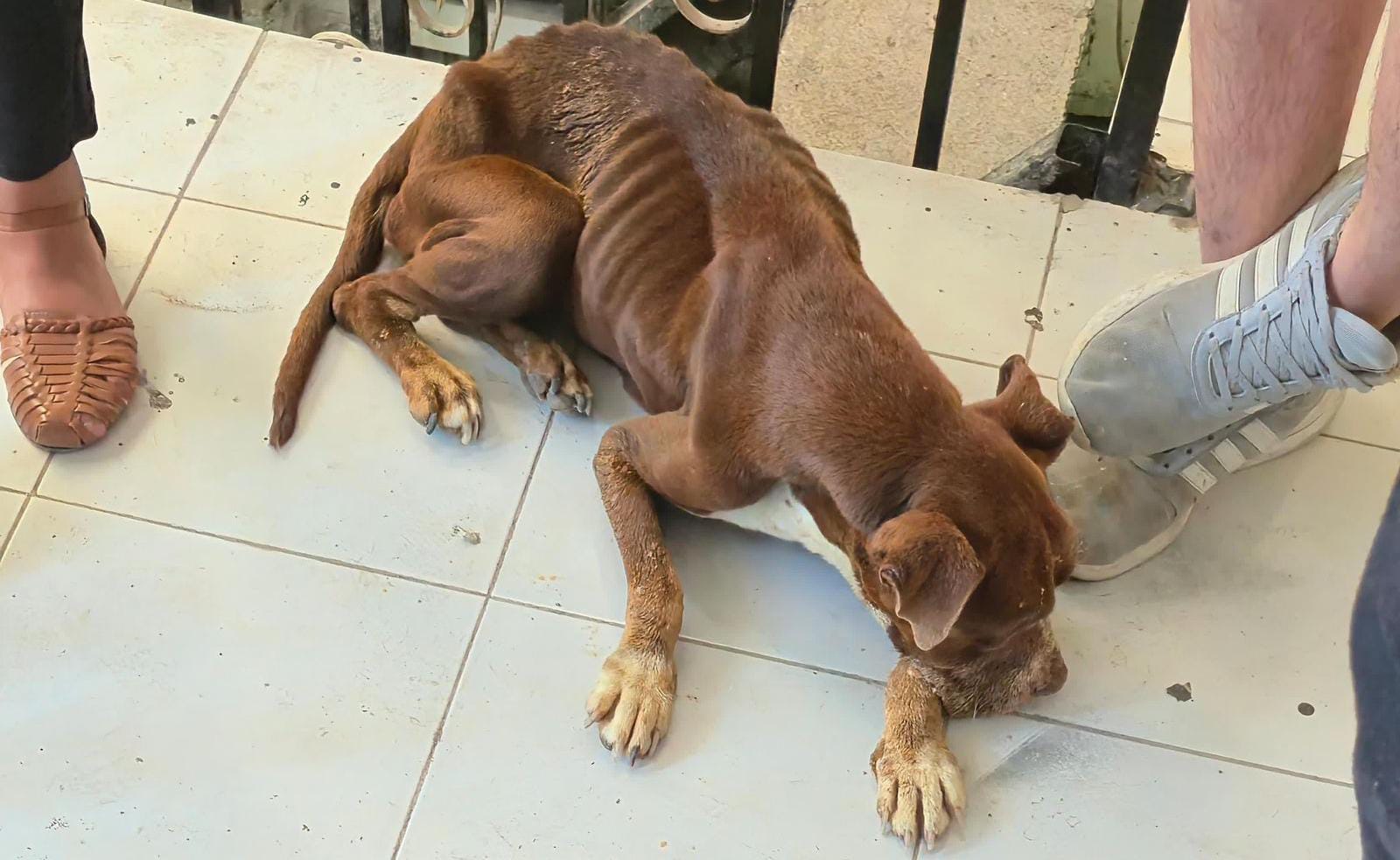 Sancionan a dueño de perro maltratado