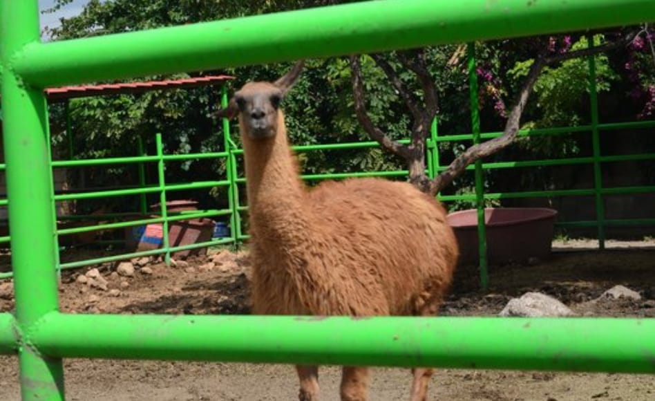 Enviarán a animales en Parque Bicentenario a otros santuarios