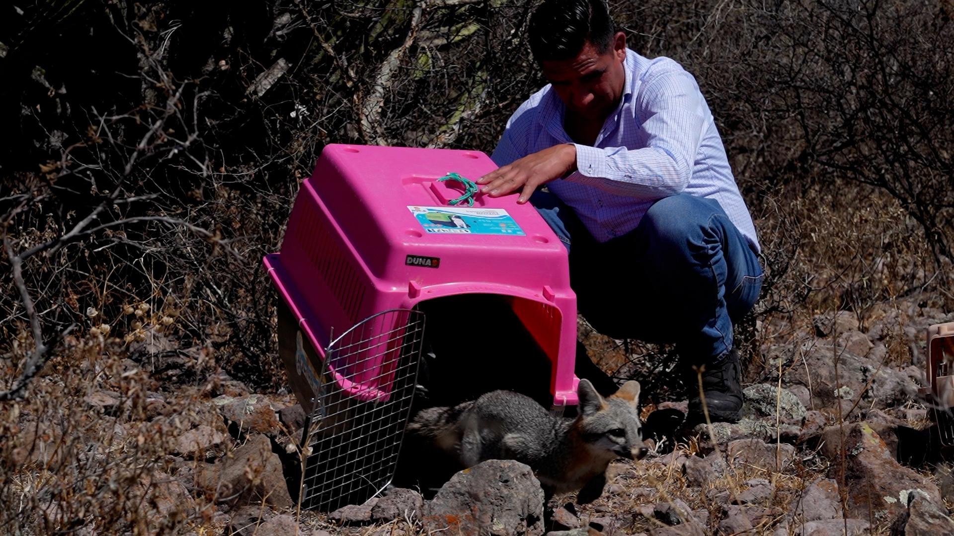 IMPA de El Marqués realiza liberación de fauna silvestre en reserva natural protegida