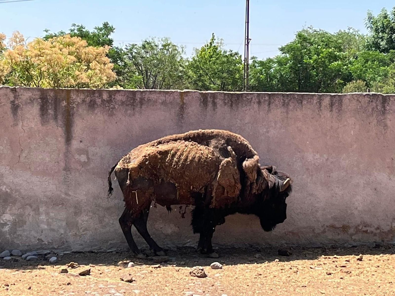 Profepa investiga denuncias de maltrato y desnutrición en el Zoológico Wamerú de Querétaro