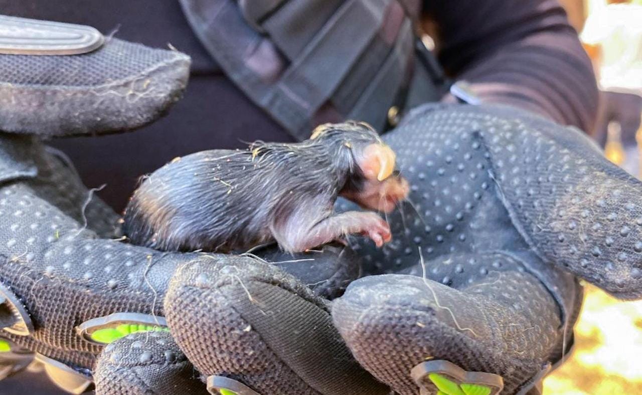 Rescatan a dos perritos que sufrían de maltratos y a las crías de una zarigüeya que murió!