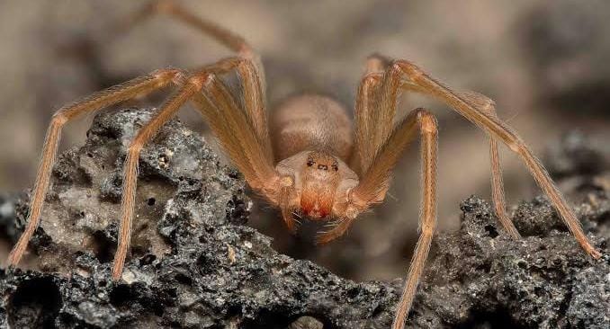 Se han duplicado las picaduras de la araña violinista: Martina Pérez Rendón!