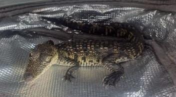 POES detiene a sujeto por posesión de especie protegida