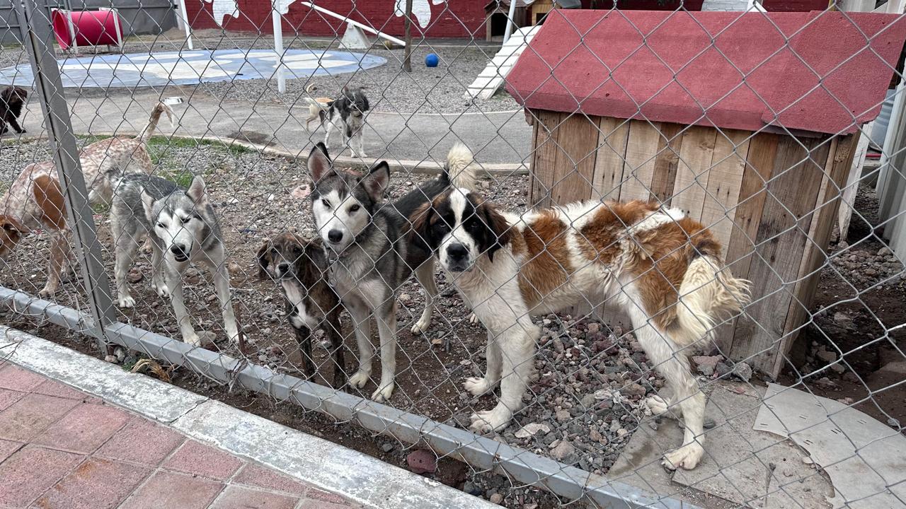 Dan de baja a trabajadores de la Secretaría de Proteccion Animal en la capital