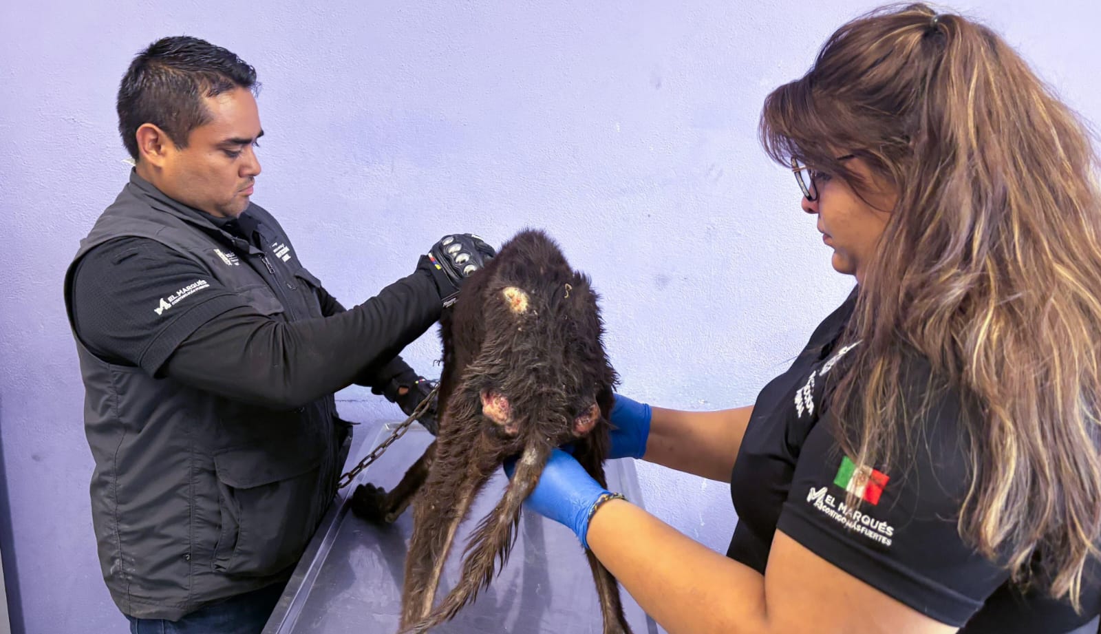 IMPA asegura a nueve perros víctimas de maltrato y abandono en El Marqués