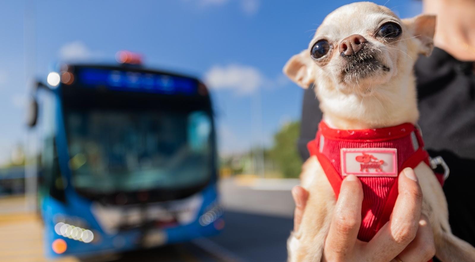 AHORA EL TRANSPORTE PÚBLICO SERÁ PET FRIENDLY 🐕