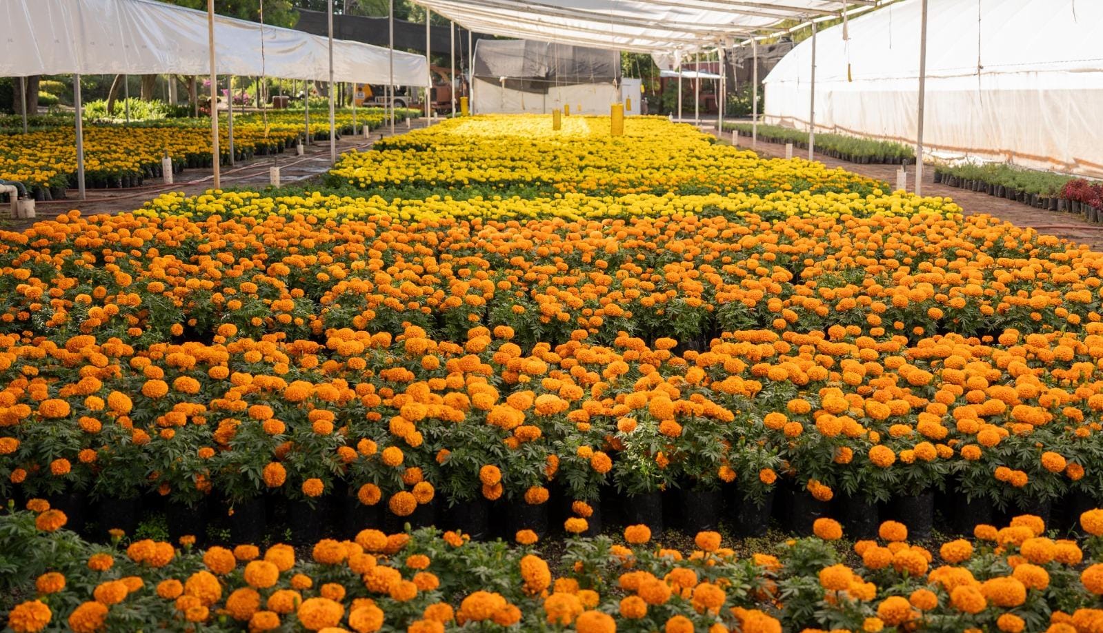 Colocarán 30 mil plantas de Cempasuchil en plazas y parques de la capital