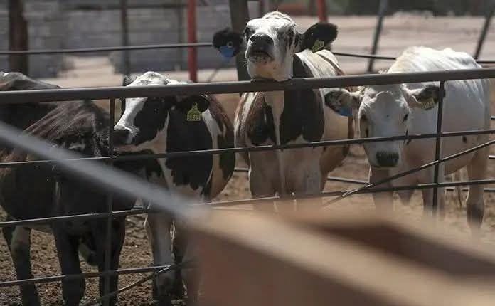 SE HAN DETECTADO DOS CASOS DE GUSANO BARRENADOR EN QUERÉTARO