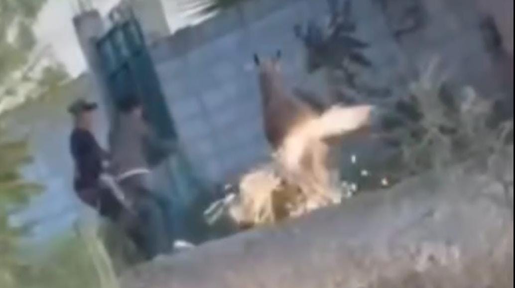 Jóvenes prenden «cuete» a un burro en la comunidad de Dethigá Cadereyta!