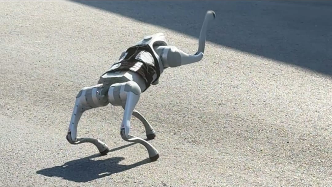 Presentan en Querétaro un “perrobot” que se integrará a tareas de seguridad