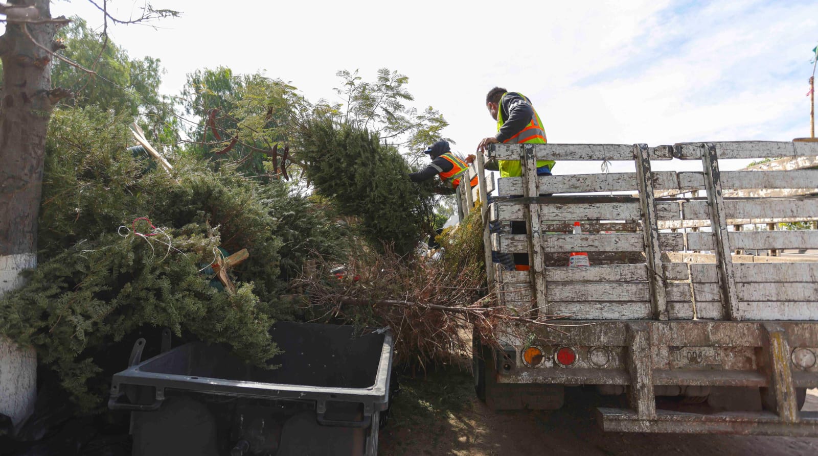 Corregidora anuncia Campaña de Recolección de Árboles Naturales de Navidad