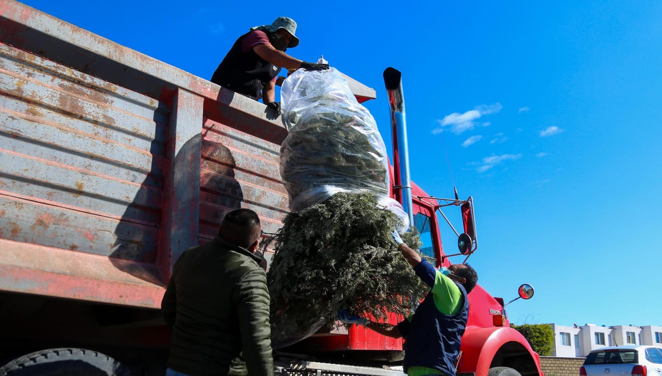 El Marqués arrancará campaña de recolección de Árboles de Navidad 2026