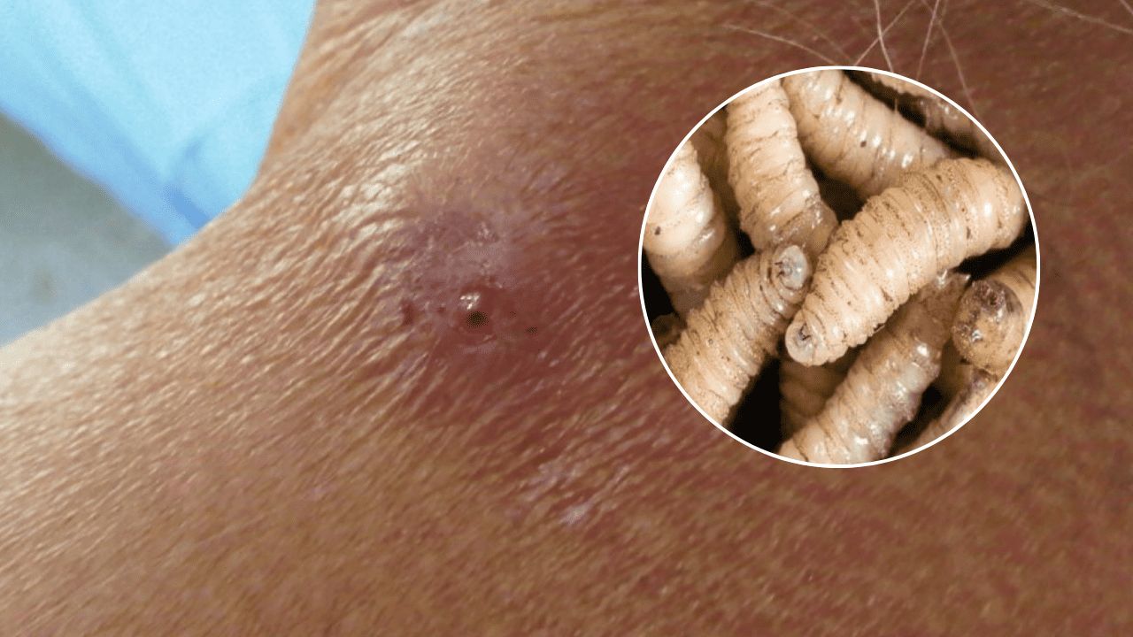 REFORZARÁN VIGILANCIA EN LA SIERRA PARA PREVENIR EL GUSANO BARRENADOR