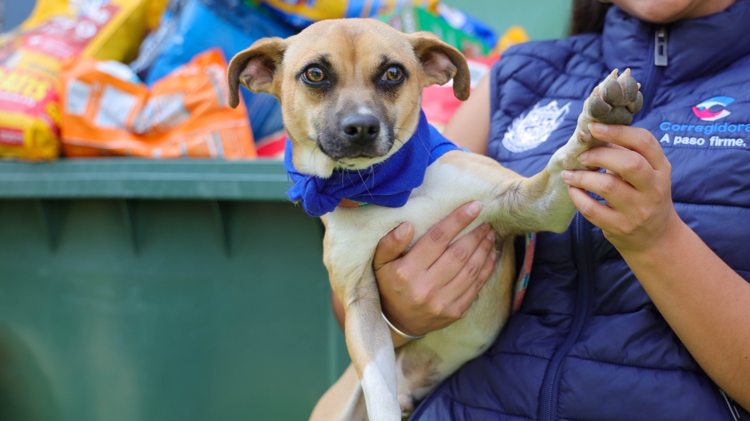 IMCA Corregidora incrementa las adopciones responsables de animales