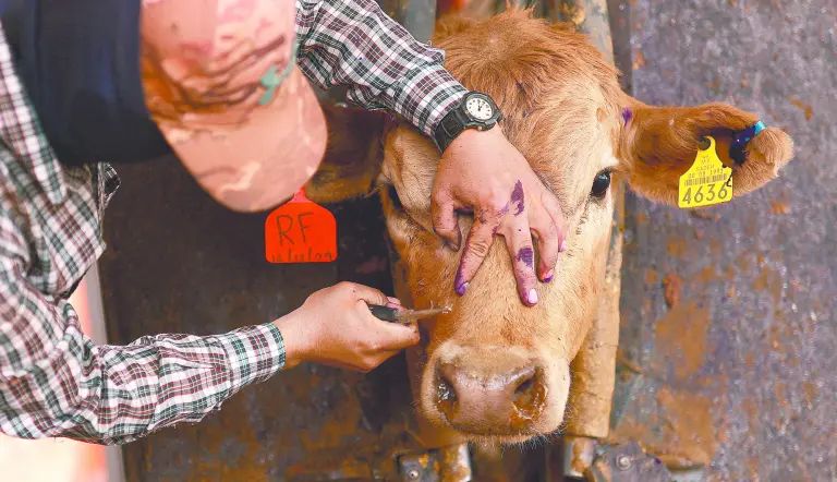 VAN 88 CASOS ACUMULADOS DE GUSANO BARRENADOR EN EL ESTADO