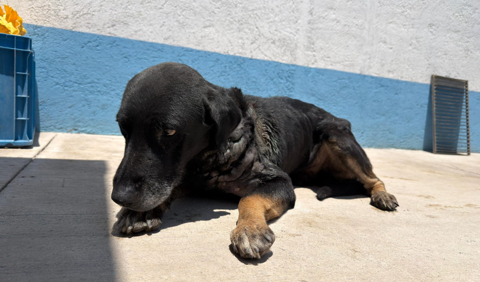 Mantiene IMPA atención permanente a ejemplar afectado por gusano barrenador
