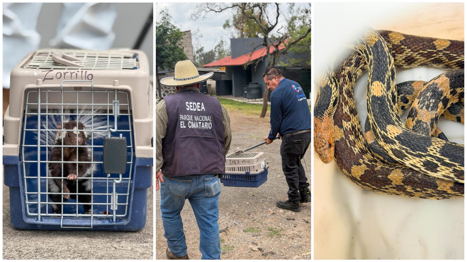 IMCA fortalece la atención y el resguardo de fauna silvestre en Corregidora