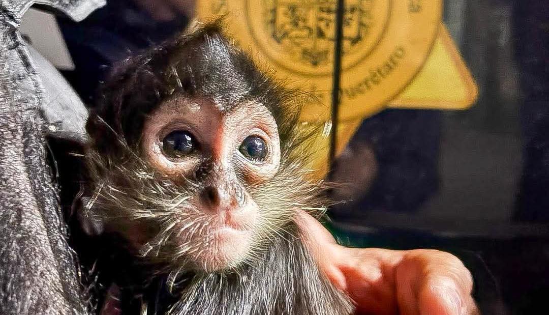 IMPA EL MARQUÉS RESCATA A MONO ARAÑA CON APOYO DE LA SSPMQ