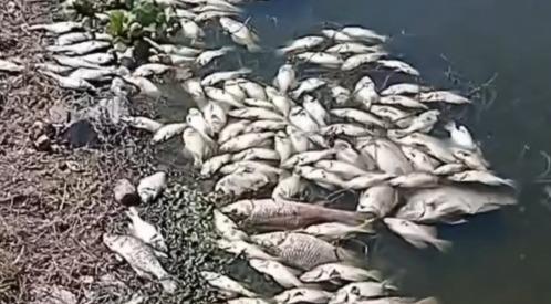 Piden ambientalistas investigación tras aparición de peces muertos en presa El Batán