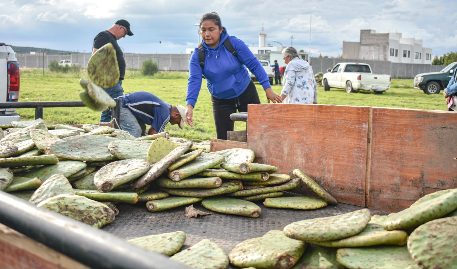 Corregidora fortalece el campo con entrega de plantas de nopal Copena a productores