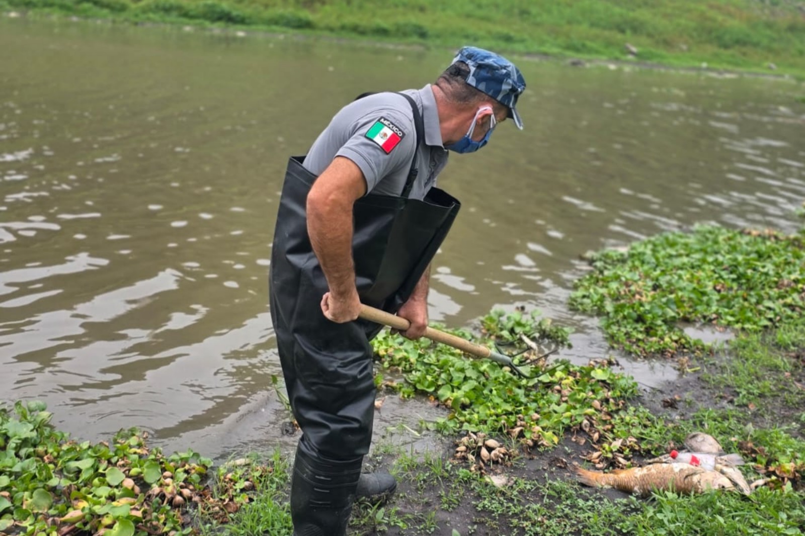 CONAGUA espera resultados de análisis por mortandad de peces en El Batán