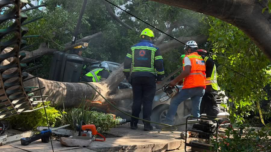 ÁRBOL DE LA ALAMEDA HIDALGO CAYÓ Y APLASTÓ A UN VEHÍCULO DE APLICACIÓN