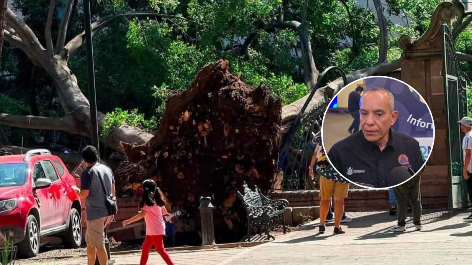 YA HAY UN ESPECIALISTA PARA ANALIZAR ESTADO DE LOS ÁRBOLES DE LA ALAMEDA
