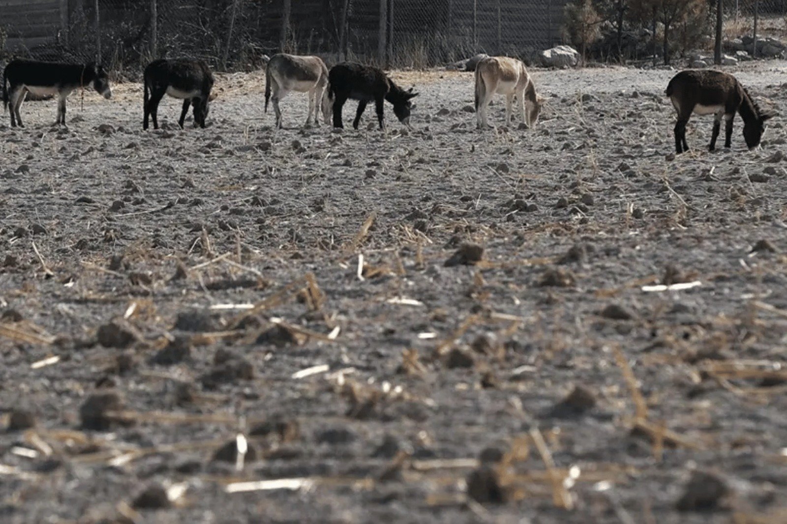 El Niño en México: S&P advierte riesgos económicos en 10 estados por exposición climática