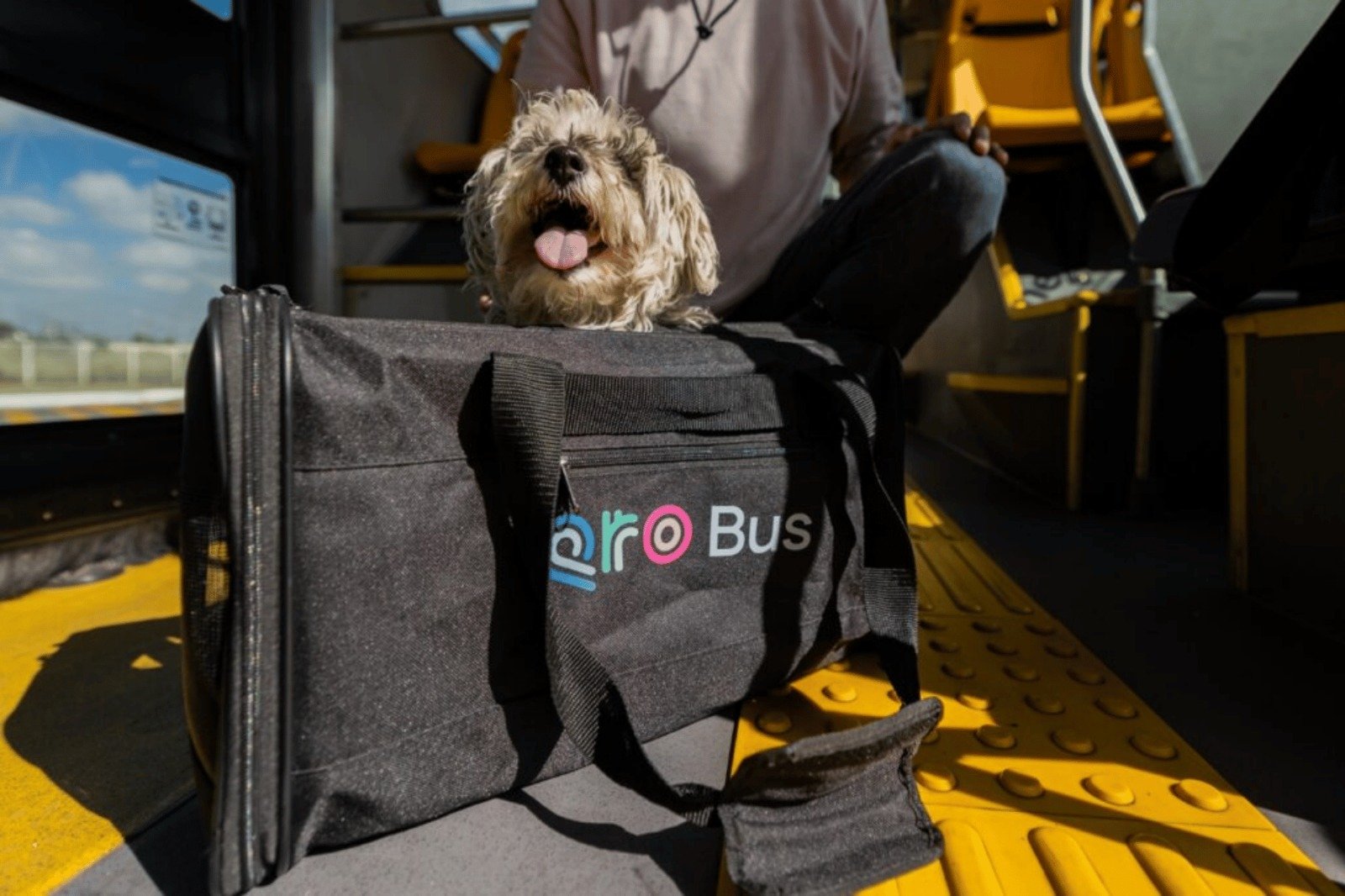AMEQ realizará jornada pet friendly con registro y atención preventiva para mascotas