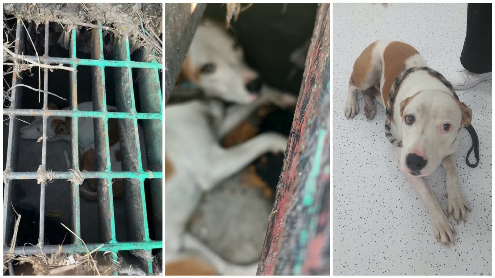 Rescatan a un canino atrapado en una rejilla de desagüe