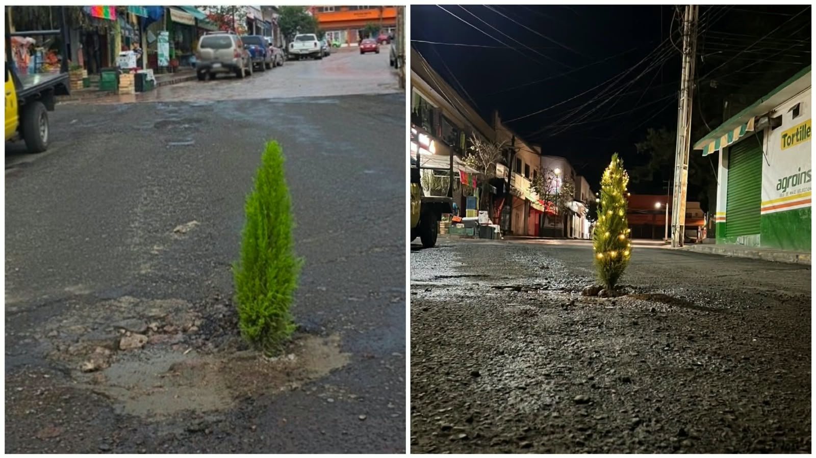 PLANTAN UN PINO EN UN BACHE EN LA CABECERA MUNICIPAL DE AMEALCO